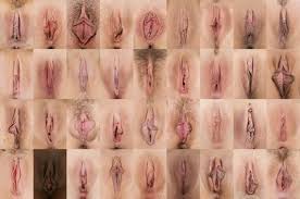 Types of Pussy Pic - 57 photos